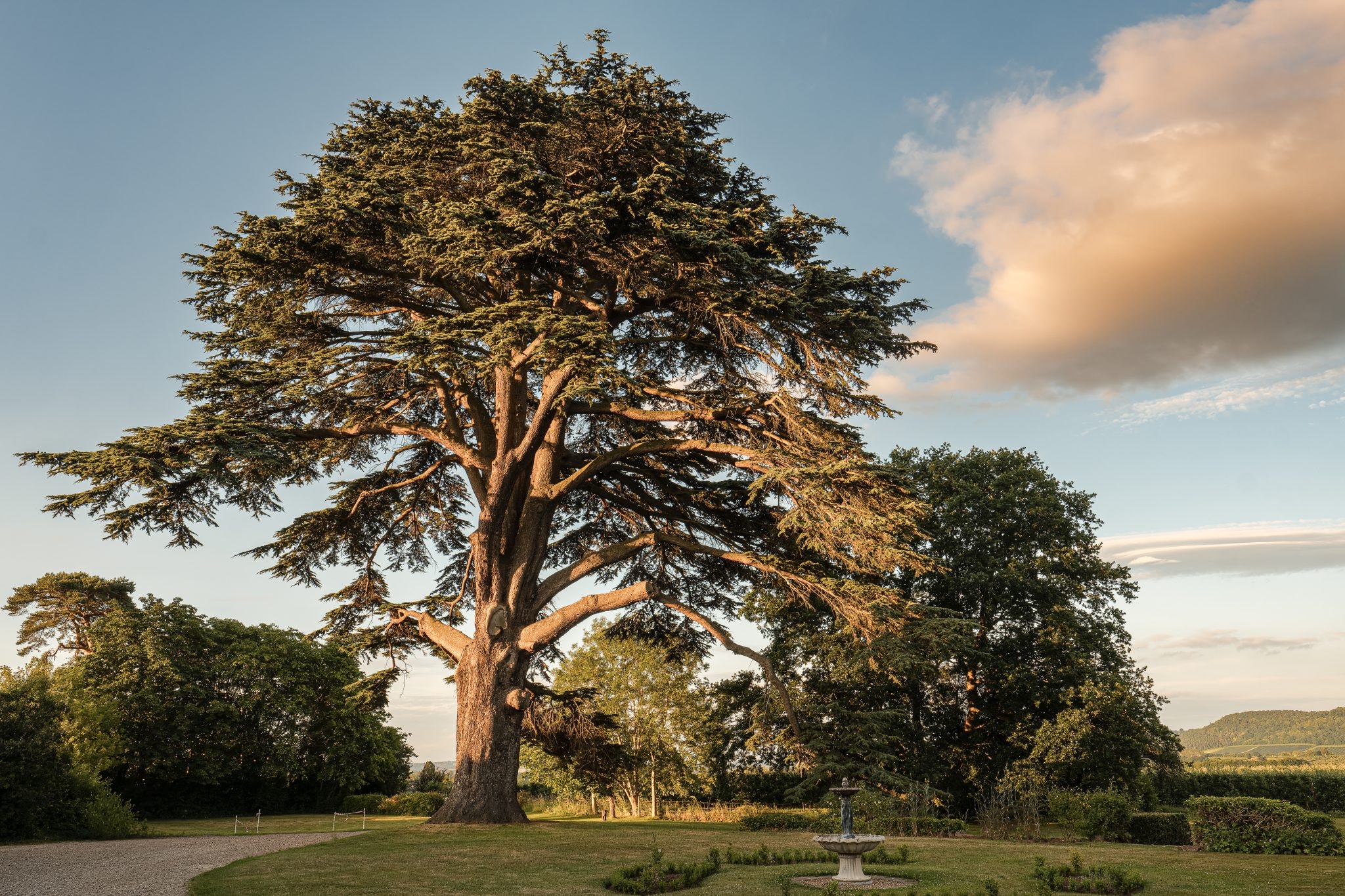 The Cedar of Lebanon in the grounds of Glewstone Court